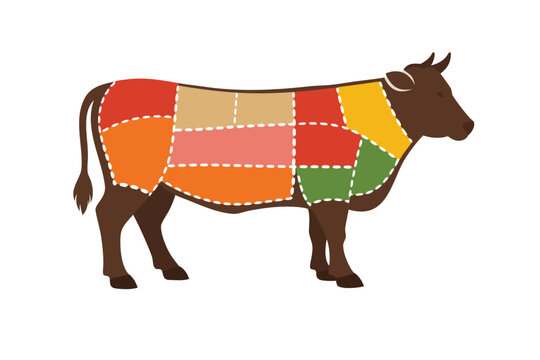 Detailed cow cutting guide and meat butchery diagram for professional kitchens and food industry. Animal anatomy map showing different beef cuts for culinary education and restaurant menus.