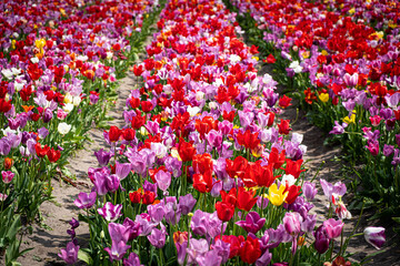 Fototapeta premium Aerial photo of beautiful bright pink tulip field located in Lisse Holland The Netherlands showing row of tulips pink flowers