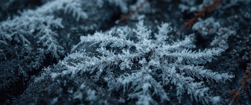 Close up shot of frost covered setting showcasing a complex background