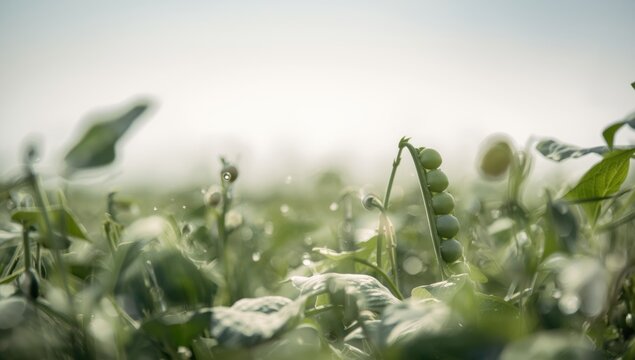 Genetic study of pea plants through monohybrid cross experiment with text space