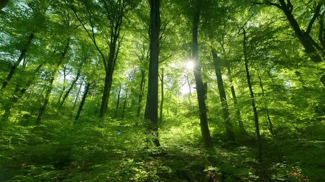 Gentle sun rays illuminating a lush green forest in spring. Time lapse footage with smooth slider motion 
