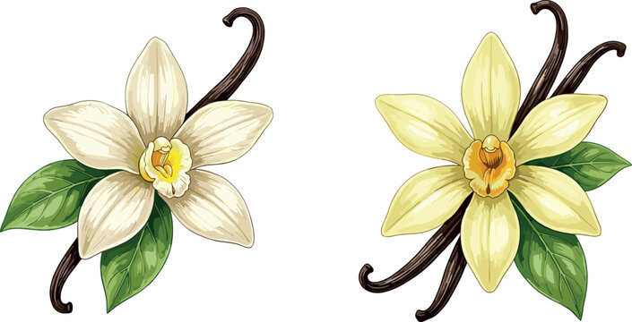 Aromatic vanilla orchid flowers with green leaves and brown dried seed pods vector illustration isolated on white background for bakery ingredient and cosmetic fragrance packaging design