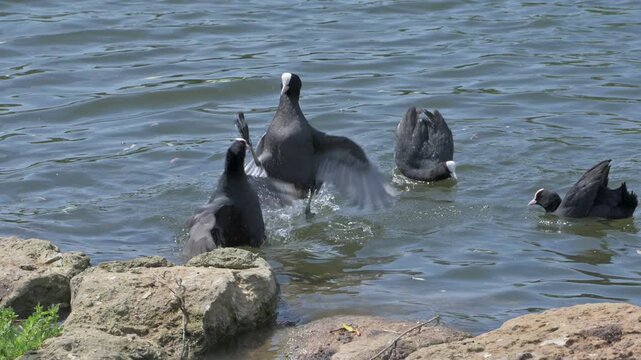Coots (Fulica atra) fighting during the mating season. May, Kent, UK [Slow motion x5]