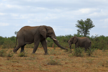 Fototapeta premium Afrikanischer Elefant / African elephant / Loxodonta africana