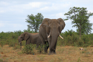 Fototapeta premium Afrikanischer Elefant / African elephant / Loxodonta africana