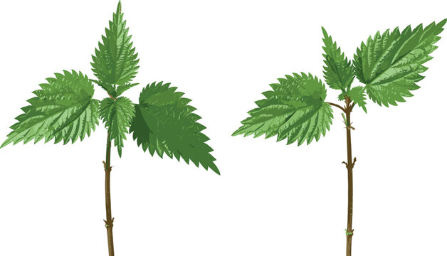 Fresh green stinging nettle stalks with serrated leaves hand drawn watercolor style vector illustration isolated on white background for organic herbal medicine and culinary tea design