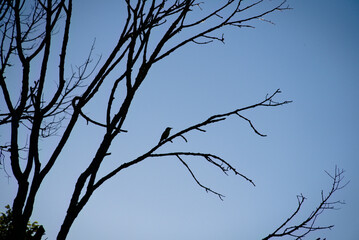 Obraz premium Silhouette of a lone bird perched on bare tree branches against a clear blue sky