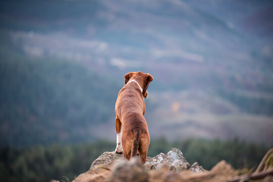 Dog stands on cliff edge facing away, looking down in valley, dog has orange hair with white paws