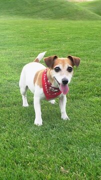 dog sitting on the grass happy smiling waiting for a toy. then he lies down and looks attentively at the camera. Adorable Jack Russell terrier with red bandana scarf playing outdoors. vertical video 
