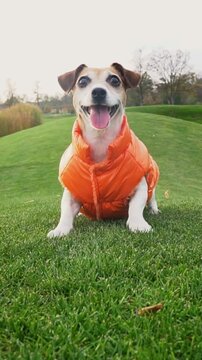 active dog in orange jacket jumps and smiles at the camera and runs out of the frame after a toy disk. Fetching pet at the nature. green grass nature hills. vertical video footage