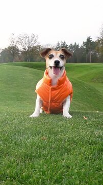 Happy, active dog in orange jacket jumps and smiles at the camera and runs out of the frame after a toy disk. Fetching pet at the nature. green grass nature hills. vertical video footage