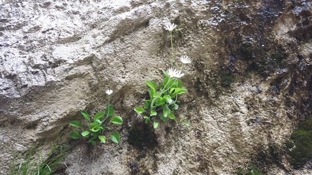 Close-up of a rocky cliff with blooming flowers, green plants and sparkling water droplets. Natural texture and fresh botanical detail in outdoor environment
