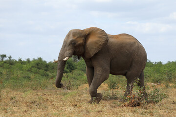 Fototapeta premium Afrikanischer Elefant / African elephant / Loxodonta africana