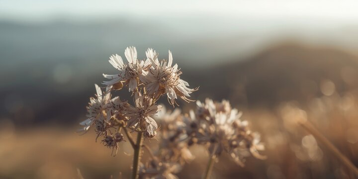 detailed flower macro of silene acaulis showing fine structure with tranquil out of focus hills