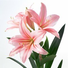Obraz premium Pink amaryllis flowers blooming, creating a delicate and vibrant display against a clean white backdrop