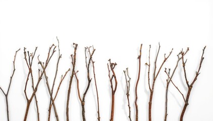 Fototapeta premium Flat white background showcasing clipped dry twig silhouettes for decorative use