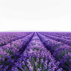 Obraz premium Lavender flowers growing in rows in a field in provence, france