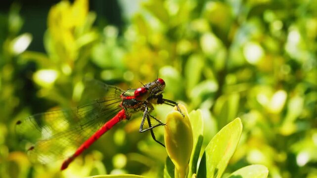 Crimson red damsel fly resting macro close up stock footage