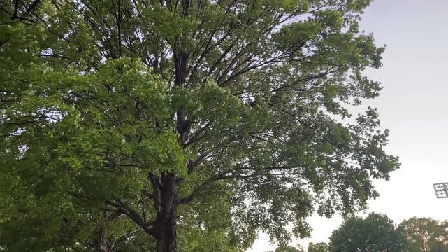 夕日の光を浴びて風に揺れる立派な大木　美しい緑の樹木と広がる枝葉