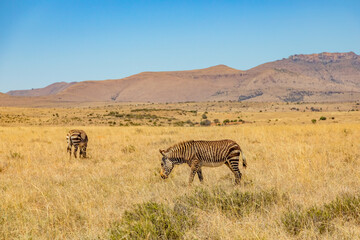 Obraz premium Mountain Zebra grazing in grassland in Game Reserve