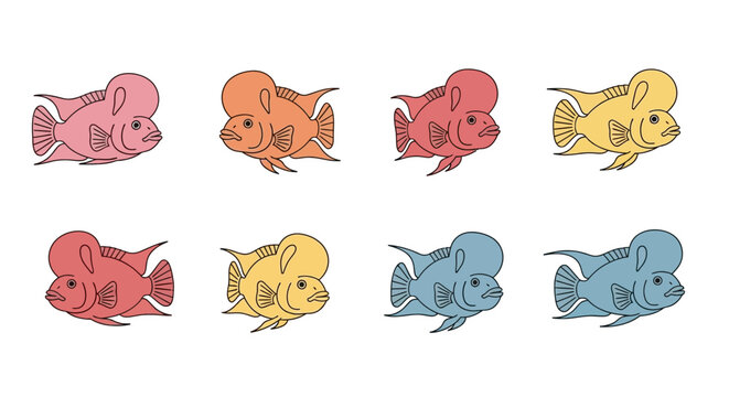Colorful flowerhorn cichlid fish vector illustrations on white background