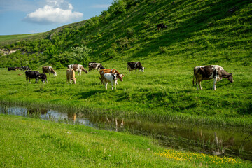 Fototapeta premium Cows grazing near stream on green mountain pasture, peaceful countryside landscape with cattle in rural valley and copy space