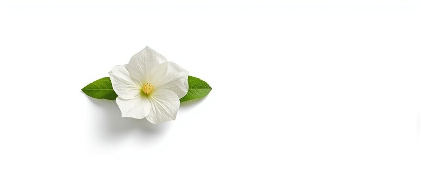 Detailed white turmeric flower with clipping path on pure white background