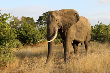Fototapeta premium Afrikanischer Elefant / African elephant / Loxodonta africana