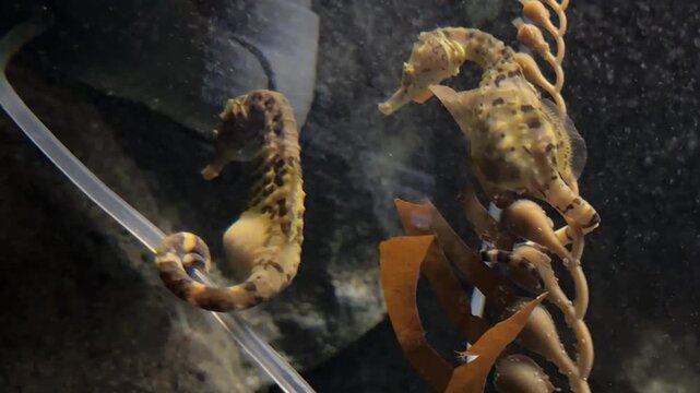 Cavallucci marini in acquario