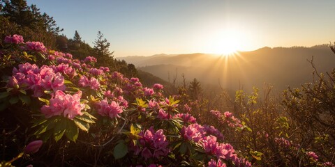Obraz premium Early morning mountain spring scene featuring rhododendron blossoms and golden sunlight