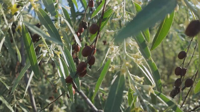 Close-up of blooming Silverberry or Oleaster tree, branches covered with small flowers, leaves and last year's fruits swaying in the breeze