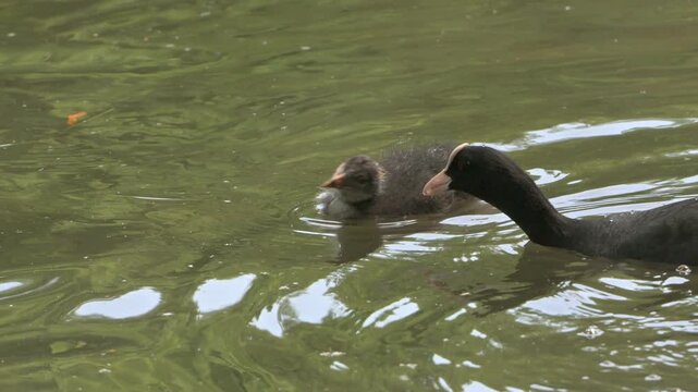 Coot (Fulica atra) young chick being fed by both parents. May, Kent, UK [Half speed]