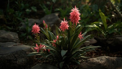 Fototapeta premium Flourishing pink Aubrieta flowers set against a garden of natural stones and rich rainforest green