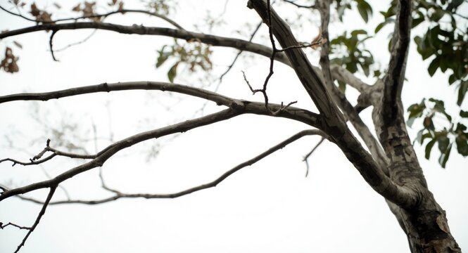 Close up of Burma sal tree branches with white backdrop