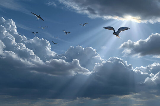 Birds fly through clouds under sunlight