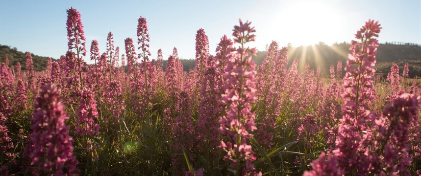 Colorful wildflower patch with radiant pink sainfoin flowers under bright sun rays