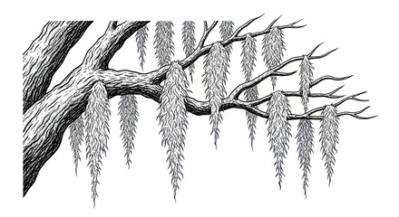 Vintage Drawing of Cypress Tree Branch with Spanish Moss © Teh