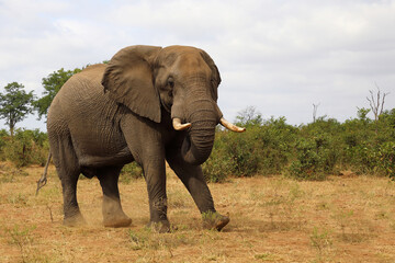 Obraz premium Afrikanischer Elefant / African elephant / Loxodonta africana
