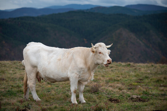 Cow stand in pasture and chew against mountains in background during overcast day, free range husbandry