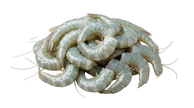 Raw shrimp piled together on white isolated on transparent background