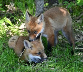 Obraz premium red fox vulpes playing kits cute