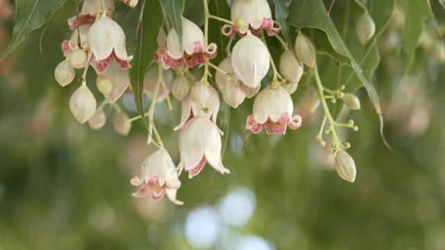 Close-up footage of Kurrajong Bottle Tree flowers swaying gently in natural light with creamy pink petals and green foliage. Suitable for spa advertising. Common in Australia, Cyprus and Israel. 