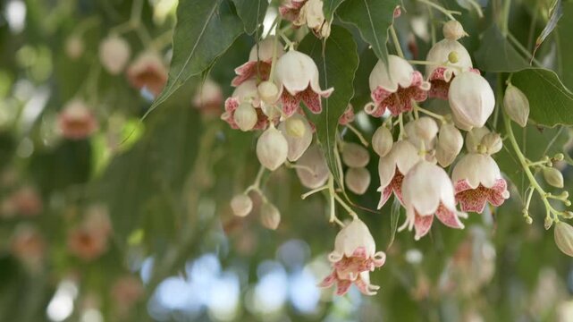 Kurrajong Bottle Tree blossoms swaying gently on tree branches, ideal for eco lifestyle branding, botanical decor visuals and wellness business advertising. Cream flowers of Brachychiton populneus. 