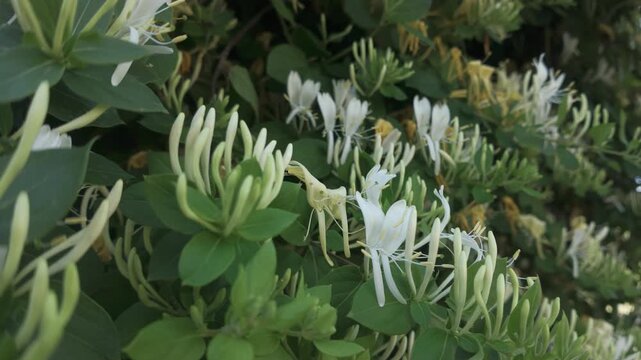 Japanese honeysuckle or Golden-and-silver honeysuckle flowers (Lonicera japonica) 