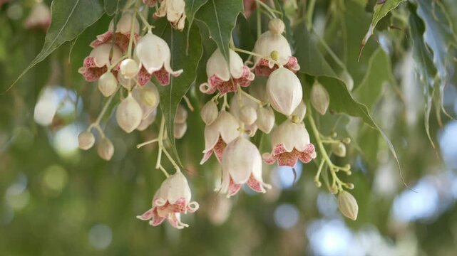 Cream Kurrajong Bottle Tree flowers moving softly on branches in sunlight, designed for organic skincare branding, spa advertising and botanical wellness campaigns. Brachychiton populneus blossoms.