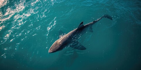Fototapeta premium Elevated angle of a shark swimming across vibrant ocean waters