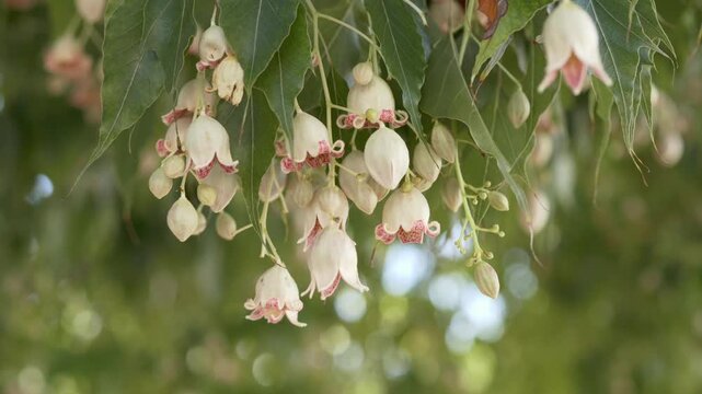Kurrajong Bottle Tree branches with cream blossoms moving naturally in breeze, supporting natural cosmetics branding, spa visuals and eco tourism campaigns. Botanical Brachychiton populneus flowers.