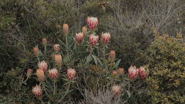 Diverse fynbos vegetation including indigenous restios ericas and proteas with copy space