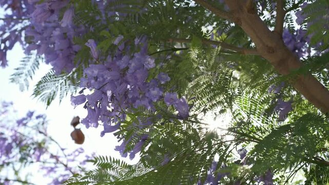 Sunlight shining through blooming jacaranda branches with soft wind movement, perfect for meditation branding, wellness retreats and spa advertising campaigns. Australian nature