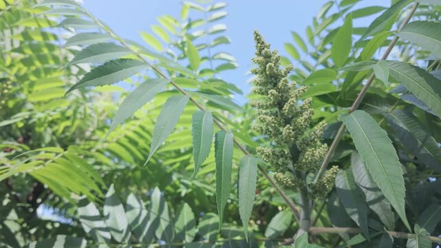 Flowers and foliage of Sumac tree swaying in the spring breeze against a blue sky on a sunny day